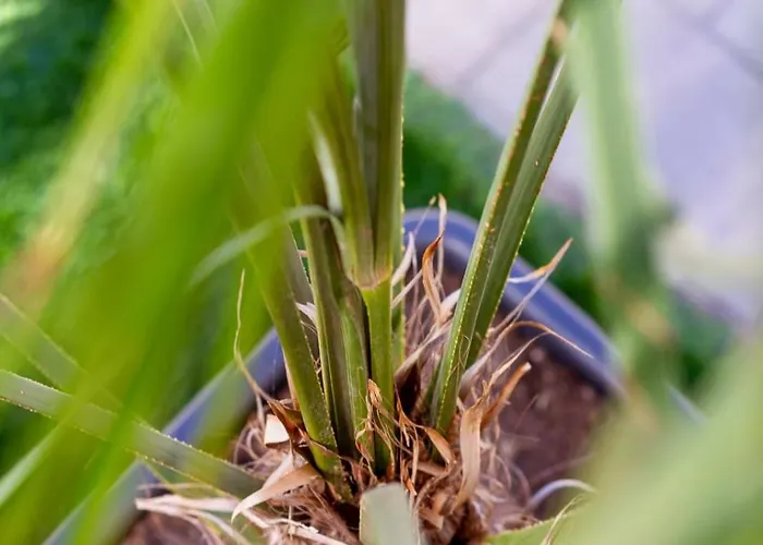 Bolyai 3br Ac Parking Grf Lägenhet *